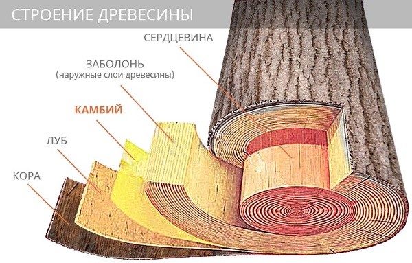 Лиственница – это хвойное дерево, которое оказывает благоприятное влияние на здоровье человека