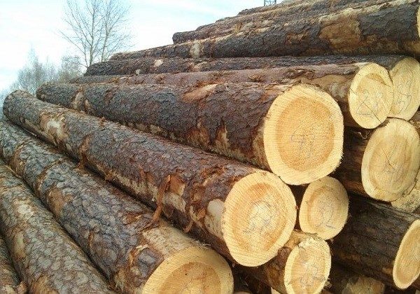 Эфирные масла сосны отличаются выраженными антисептическими свойствами