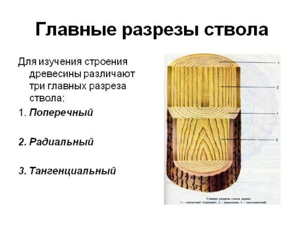 Главные разрезы ствола